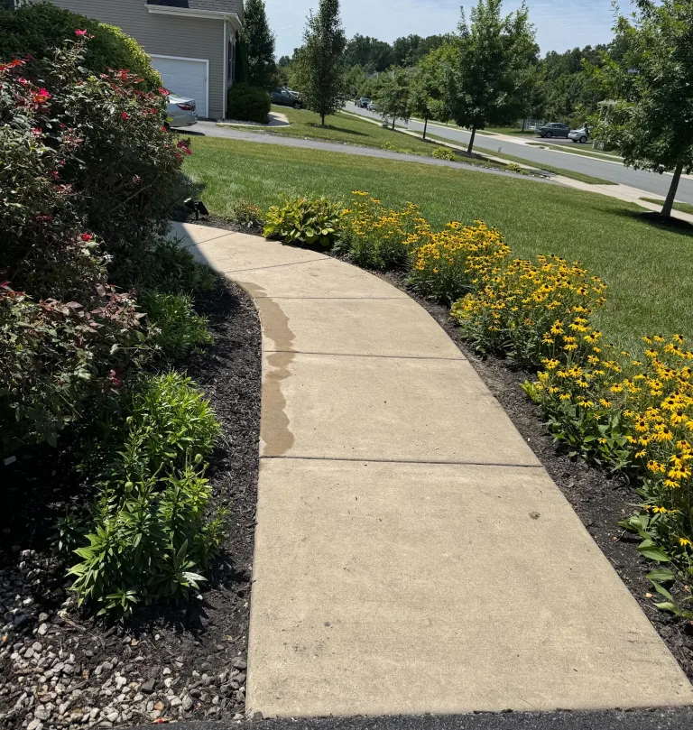 Garden beds beside a curved front walkway after weeding and cleanup.
