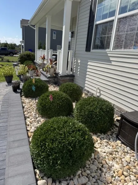 Front rock bed with neatly trimmed boxwoods and tidied plants after cleanup.